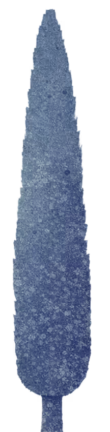 Tall, slender blue cypress tree with dense foliage against a transparent background.